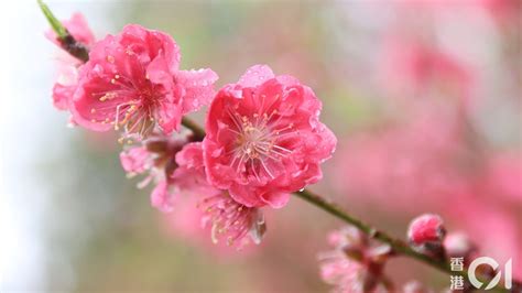 盆栽風水|風水｜6種盆栽可招財 專家揭5大禁忌 擺這種花吸走財 